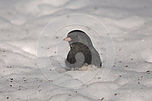 Dark-Eyed Junco