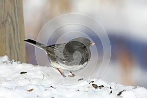 Dark-eyed Junco