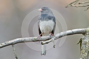 Dark-Eyed Junco