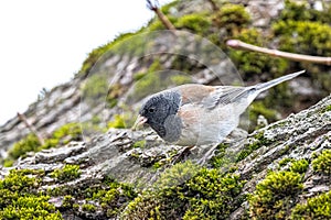 Dark-eyed Junco