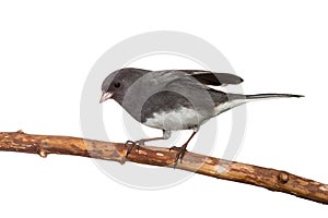Dark-Eyed Junco