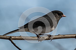 Dark-eyed Junco