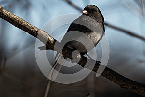 Dark-eyed Junco