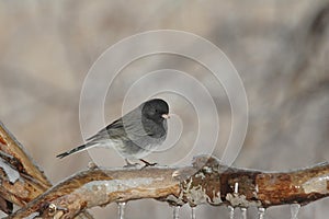 Dark-eyed Junco