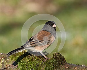 Dark-eyed Junco