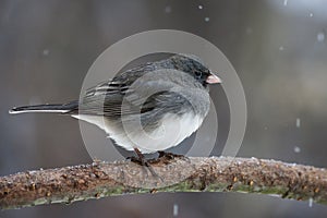 Dark-eyed Junco