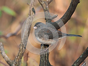 Dark-eyed Junco