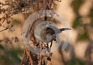 Dark-eyed Junco