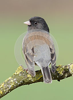 Dark Eyed Junco