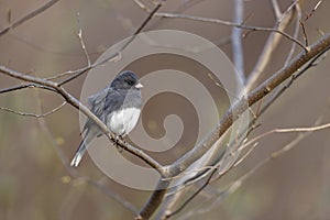 Dark-eyed Junco