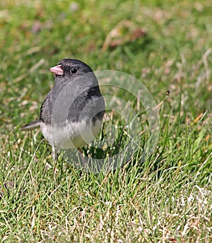 Dark Eyed Junco