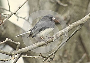 Dark-eyed Junco