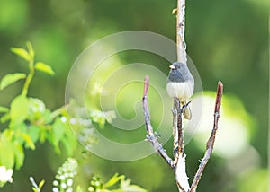 Dark-eyed Junco Adult Perched in a Tree in Alaska