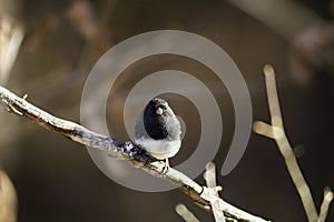 Dark-eyed Junco autumn background