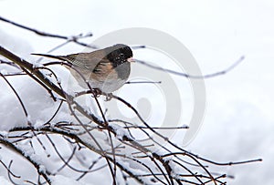 Dark-Eyed Junco on bare branch in Snow