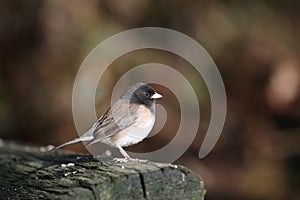 Dark eyed Junco Bird