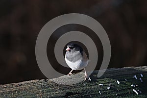 Dark eyed Junco Bird