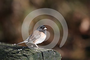 Dark eyed Junco Bird