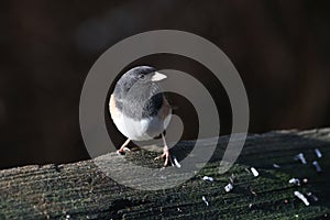 Dark eyed Junco Bird