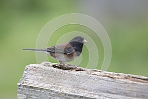 Dark-eyed Junco bird