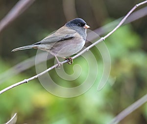 Dark eyed junco bird