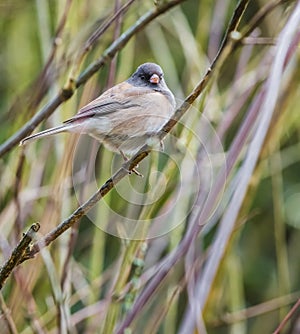 Dark eyed junco bird