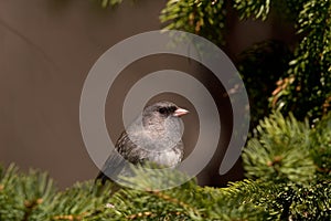 Dark-eyed Junco bird