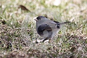 Dark Eyed Junco Bird on the Ground