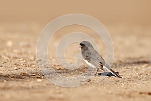 Dark eyed Junco bird on the ground