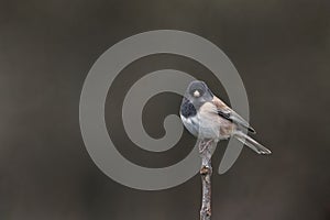 Dark-eyed junco bird perched on a branch - Junco hyemalis