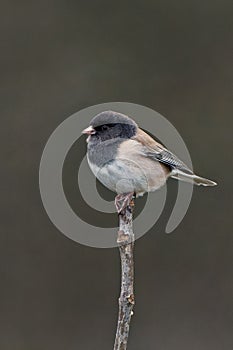 Dark-eyed junco bird perched on a branch - Junco hyemalis, vertical shot