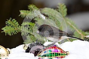 Dark-eyed Junco bird perched on a snow covered pine branch