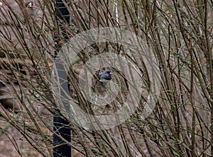 Dark Eyed Junco Bird Sitting on Branches from a Bush