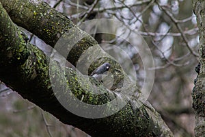 Dark Eyed Junco Bird Standing on Tree Branch Peaking Over