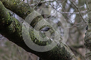 Dark Eyed Junco Bird On Tree Branch