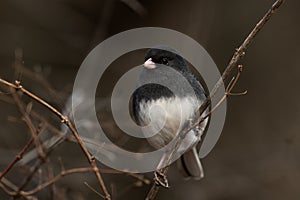 A dark-eyed junco on a branch