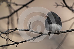 A dark-eyed junco on a branch