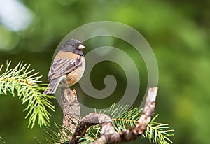 Dark-eyed Junco on Branch with Evergreen