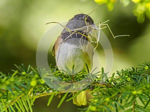 A Dark-Eyed Junco Collecting Nest Material