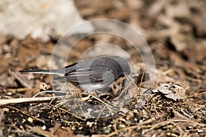 Dark eyed junco eating on ground