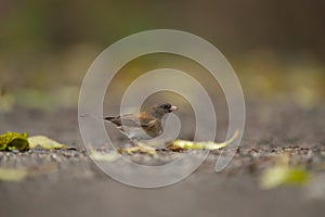 Dark eyed junco feeding in forest