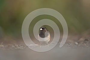 Dark eyed junco feeding in forest