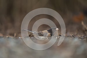 Dark eyed junco feeding on the ground