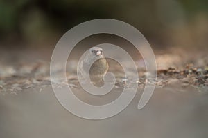 Dark eyed junco feeding on the ground