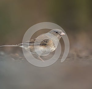 Dark eyed junco feeding on the ground