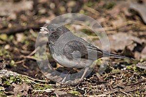 Dark eyed junco with food in beak