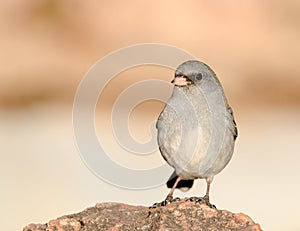 Dark-eyed Junco front