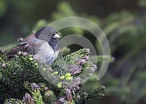 Dark-eyed Junco