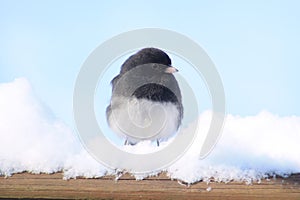 Dark Eyed Junco