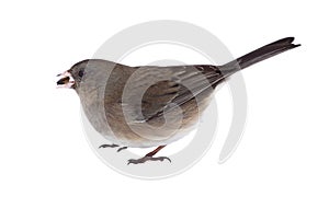 Dark-eyed Junco Isolated